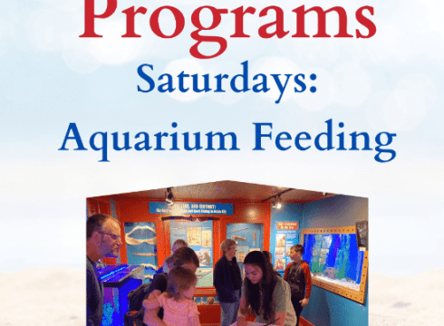 Free Summer Programs:  Aquarium Feeding