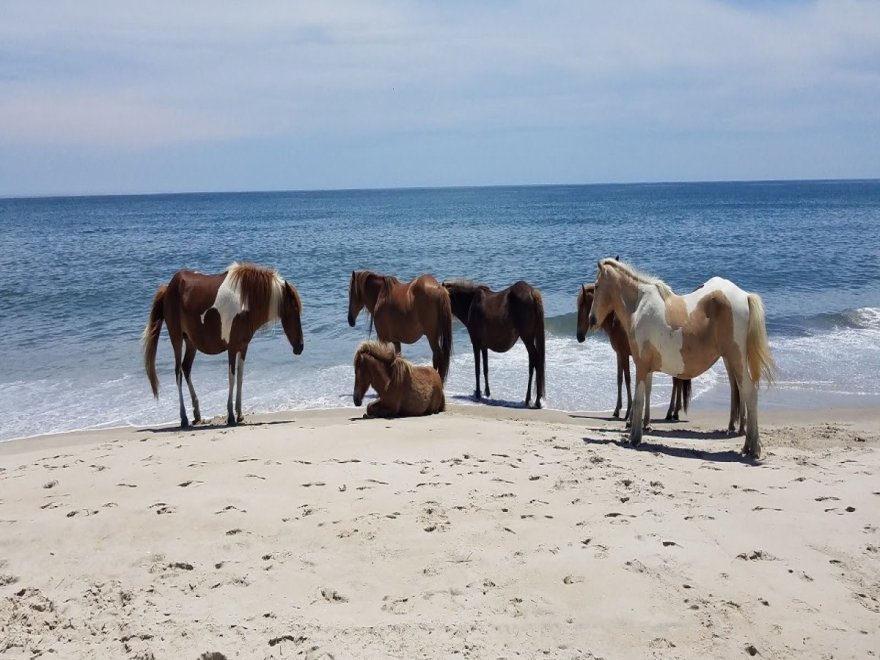 Assateague State Park