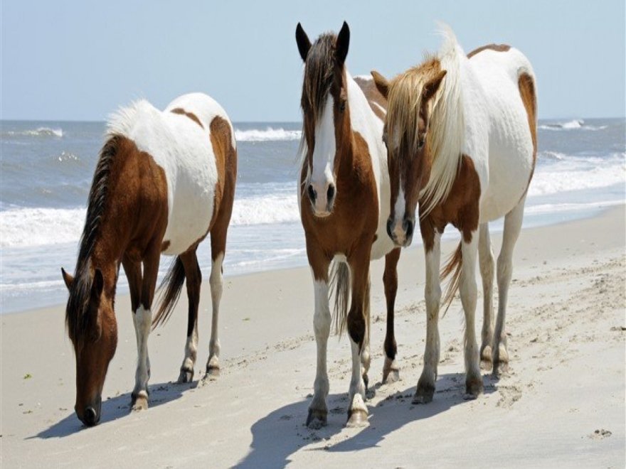 Assateague State Park