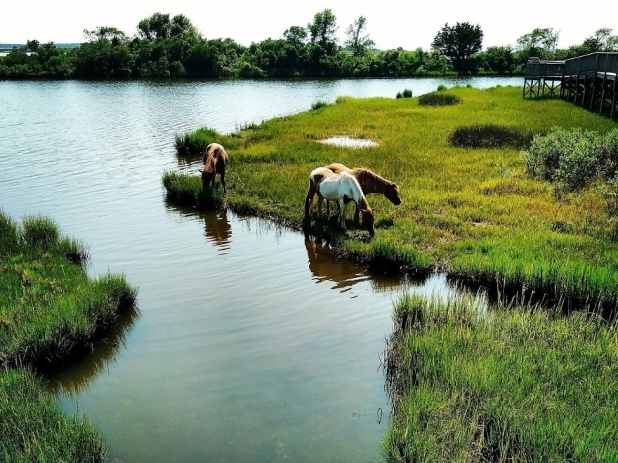 Assateague State Park