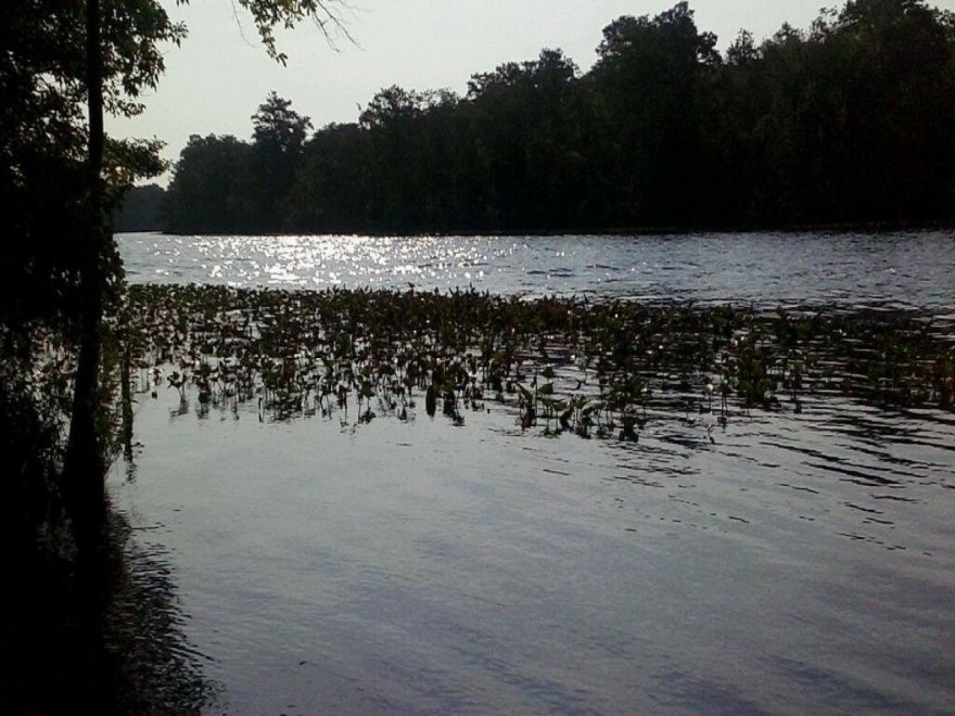 Pocomoke River State Park: Milburn Landing