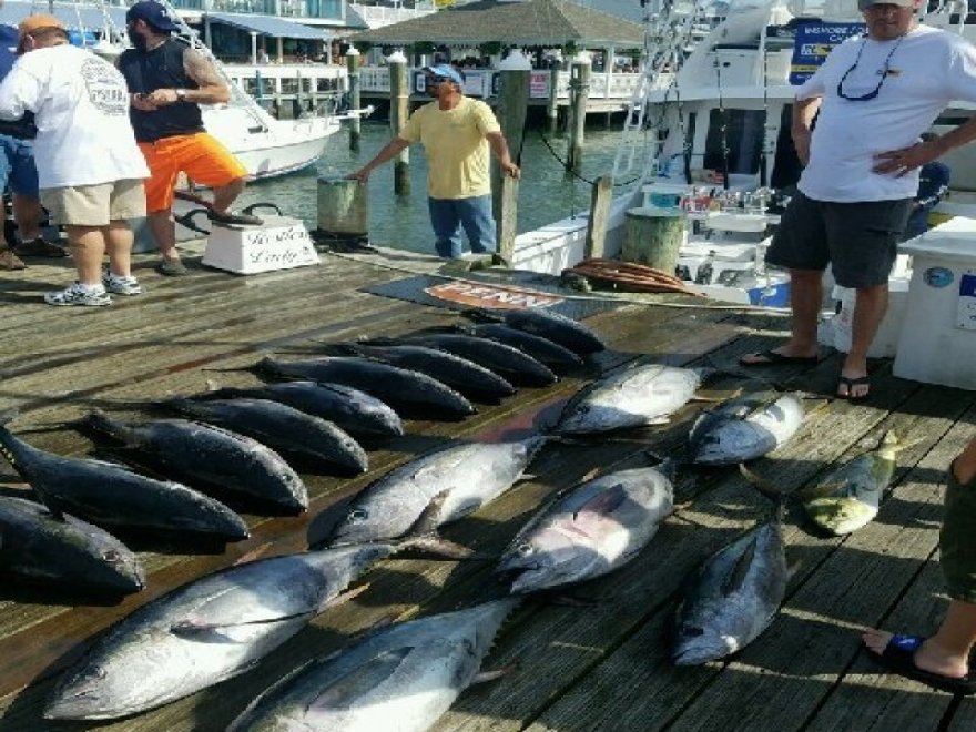 Restless Lady Charters