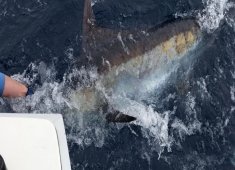 Fin Chaser Sportfishing Charters