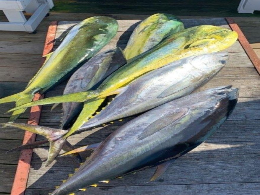 Fin Chaser Sportfishing Charters