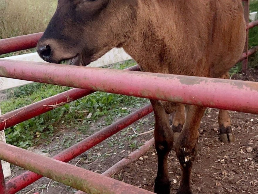 Chesapeake Bay Farms