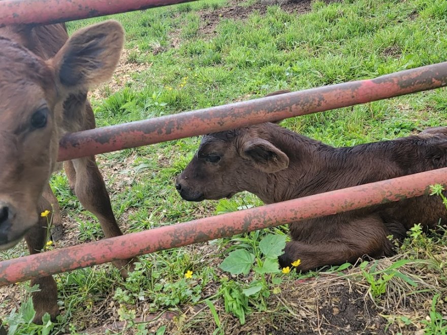 Chesapeake Bay Farms