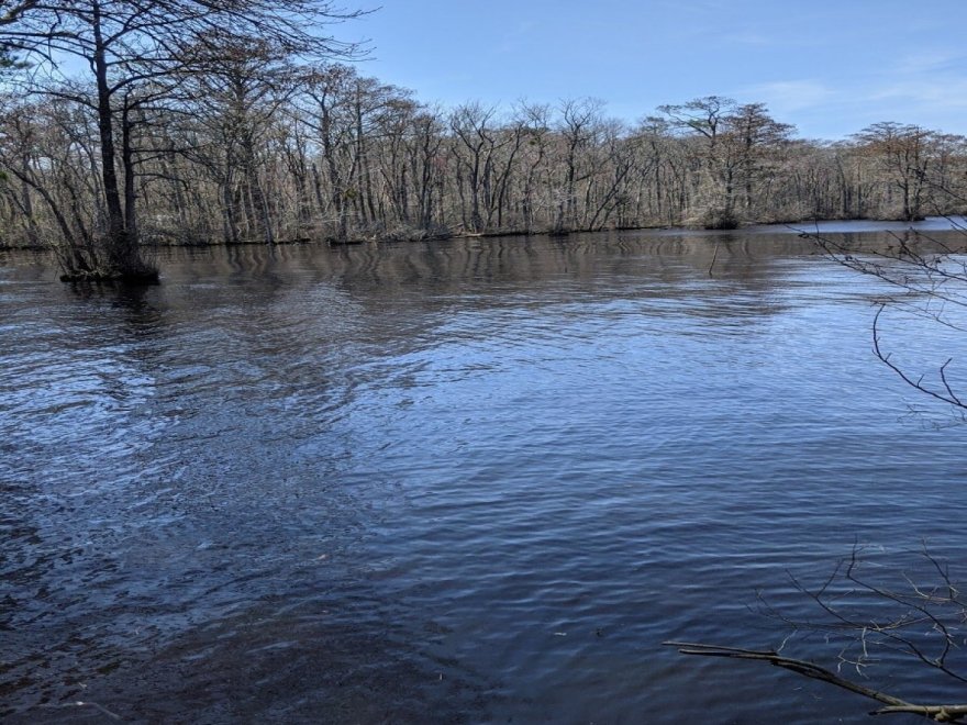 Pocomoke River State Park: Shad Landing