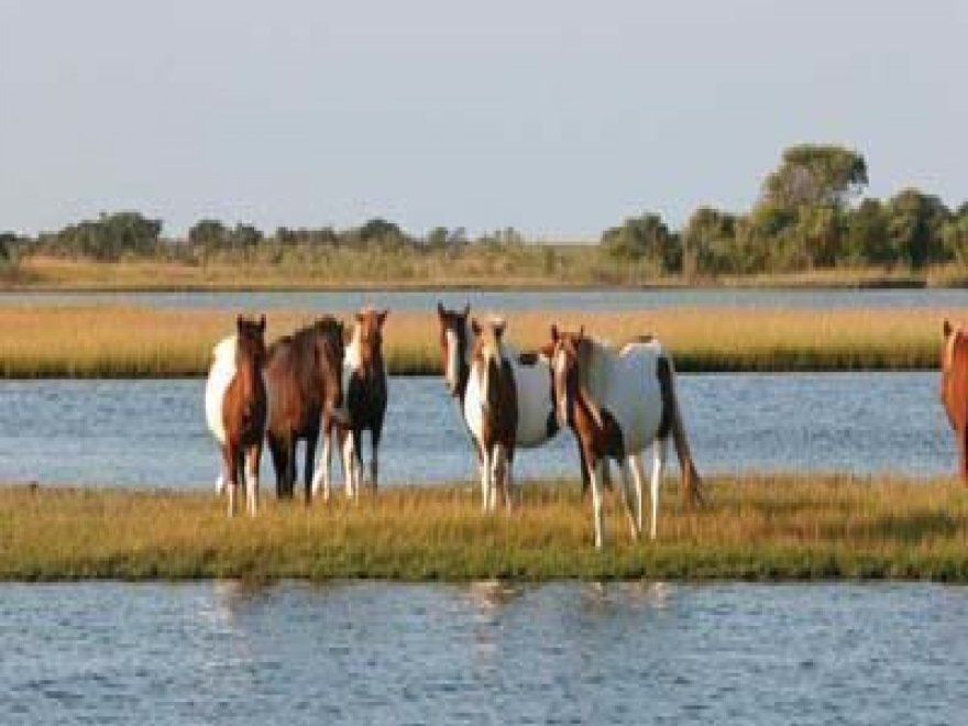 Assateague Adventure Cruises