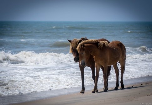 Day Trips Near Ocean City, MD